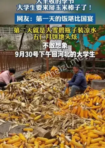 大学生国庆掰玉米7天半